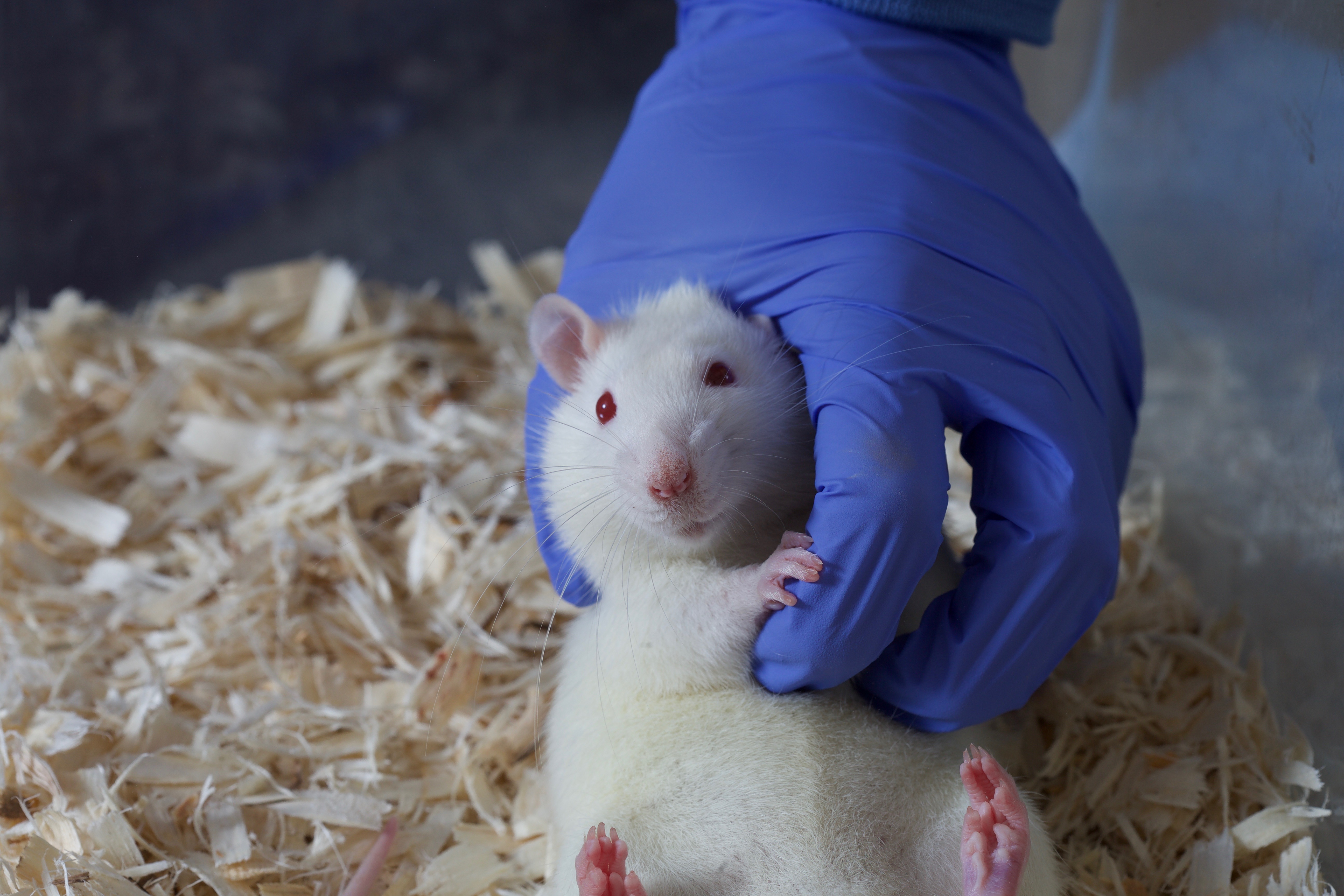 Rat tickling eases rats' stress for testing