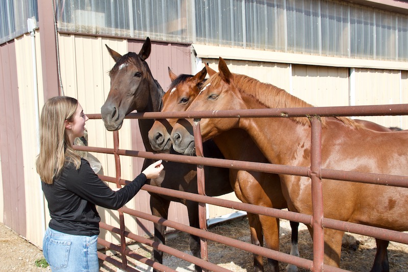 Haylie Johnson feeds Purdue Equestrian Team horses some treats.