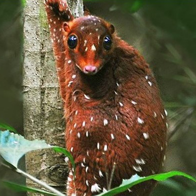 An artificial image of a rodent-like creature called a "nepp"