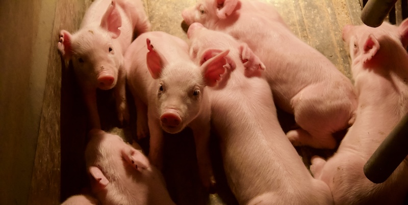 Some of the hundreds of piglets that will breathe easier thanks to the study.