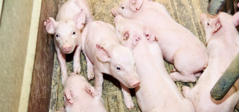 Some piglets from inside of a Purdue swine farrowing room.