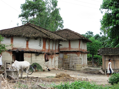 A house in Nepal with a white cow standing in front of it.