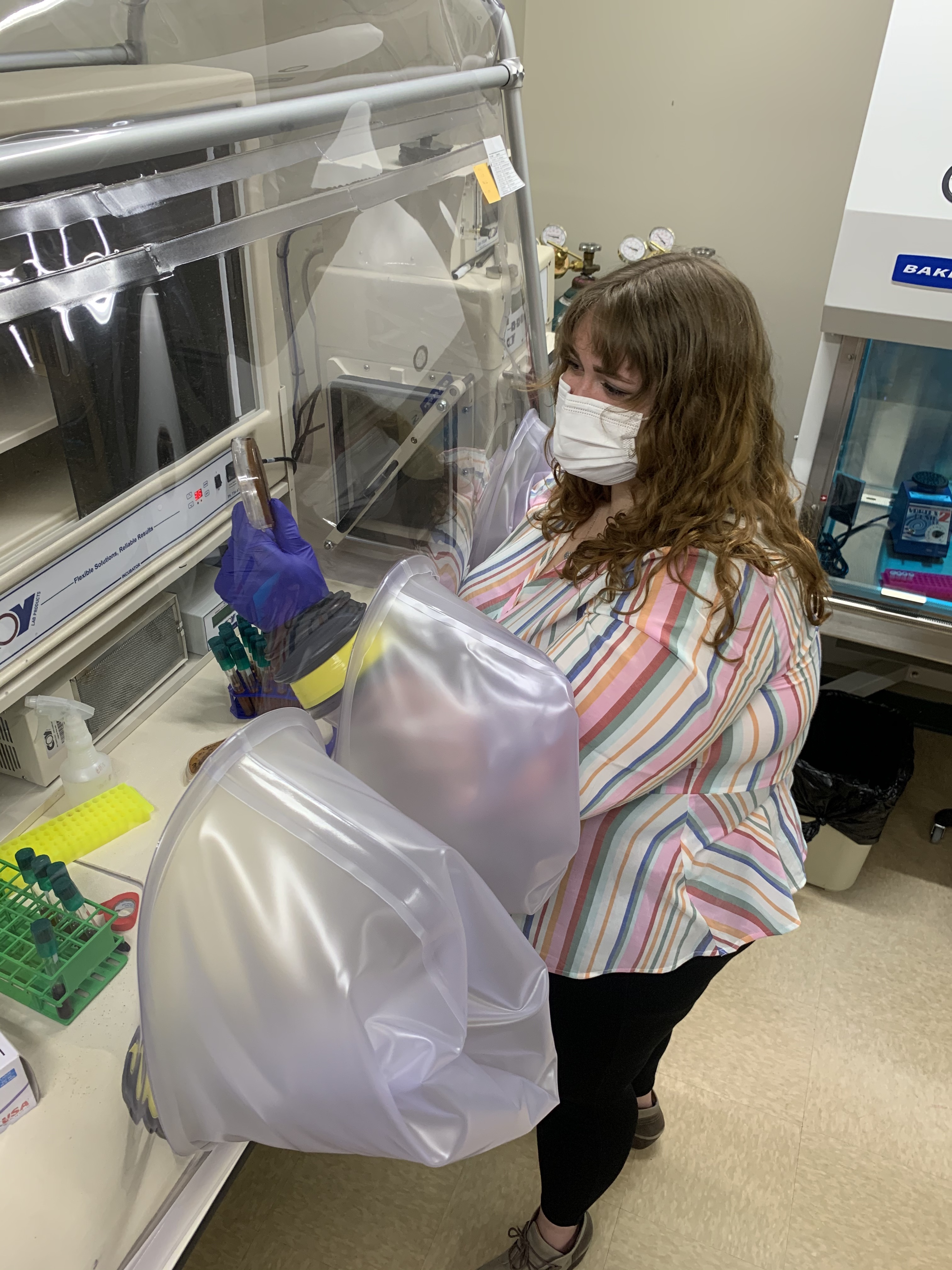 Lindsay uses an anaerobic chamber to culture many of her oxygen-sensitive strains of bacteria.