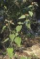 Abutilon fruticosum plant