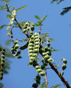 Acacia arabica seed pods