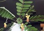 Cassia obtusifolia leaves