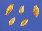 Panicum antidotale seeds