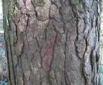 Pinus silvestris bark