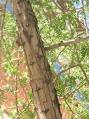 Prosopis cineraria bark