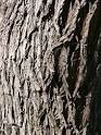 Prosopis cineraria bark