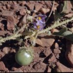 Solanum chippendalei fruit