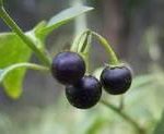 Solanum nigrum fruit
