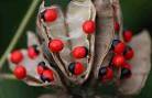 red Abrus precatorius seeds