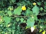 Abutilon indicum with yellow flower