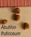 seeds of Abutilon fruticosum