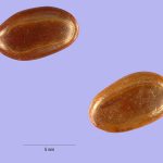 Acacia albida seeds