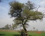 Acacia arabica tree