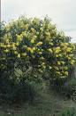 Acacia leiophylla in bloom