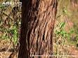 Acacia leucophloea bark