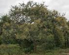 Acacia leucophloea tree