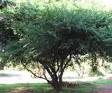 Acacia nilotica tree