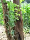 Acacia nilotica bark