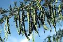 Acacia nilotica seed pods