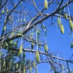 Adansonia digitata fruit