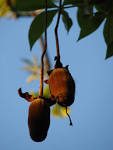 Adansonia digitata fruit