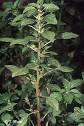 Amaranthus angustifolius