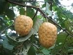 Annona senegalensis fruit