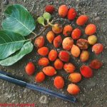 Antiaris toxicaria fruit