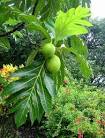 Artocarpus altilis fruit