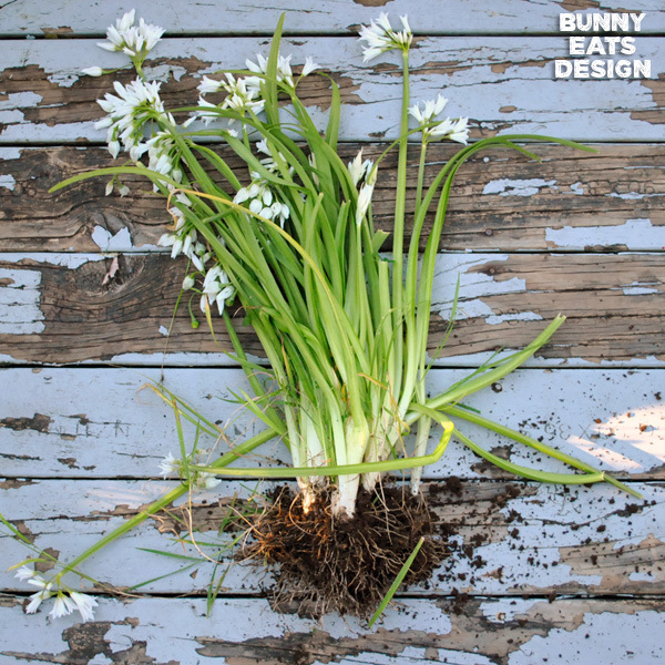 TÌNH YÊU CÂY CỎ ĐV 7 - Page 69 Asphodelus-tenuifolius-roots