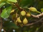 Madhuca longifolia fruit
