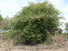 Bauhinia petersiana