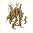 Boerhavia diffusa roots