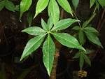 Bombax malabaricum leaves