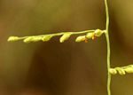 Brachiaria deflexa seeds