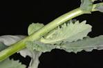 Brassica napus stalk