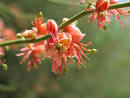 Capparis aphylla flowers