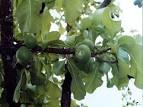 Careya arborea fruit