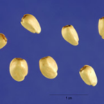 Carthamus oxycantha seeds