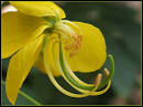 Cassia fistula flower