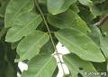 Cassia fistula leaves