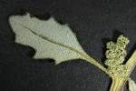 Chenopodium glaucum leaf