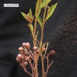 Cissus cornifolia fruit