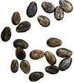 Citrullus lanatus seeds