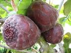 Ficus dammaropsis fruit