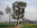 Ficus glomerata